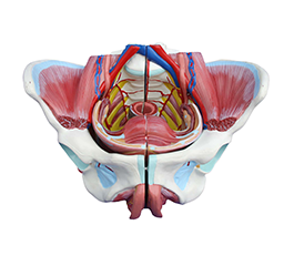 DM-SK1128B 女性骨盆附生殖器与血管神经模型   